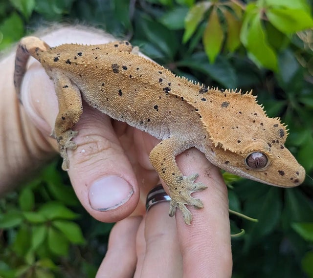 Dalmatian Crested Gecko Female 27 grams #50