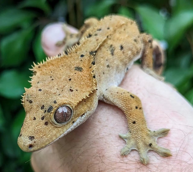 Dalmatian Crested Gecko Female 27 grams #50