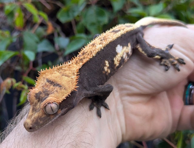 2023 Pinstripe Crested Gecko Male 23 grams #461