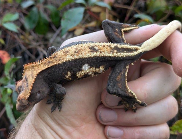 2023 Pinstripe Crested Gecko Male 23 grams #461