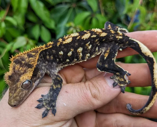 Very Unusual Crested Gecko Male 20 grams #69