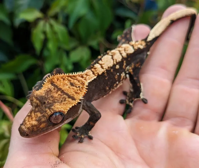 Pixeled Harlequin Crested Gecko 13 grams #381