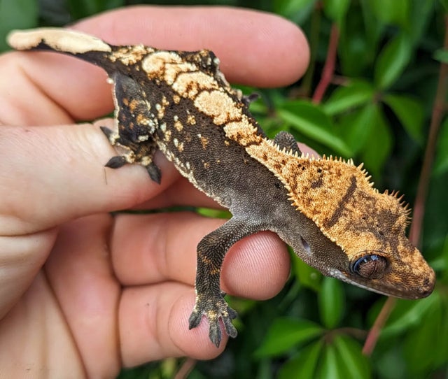 Pixeled Harlequin Crested Gecko 13 grams #381