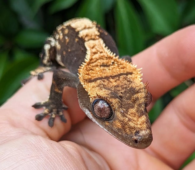 Pixeled Harlequin Crested Gecko 13 grams #381