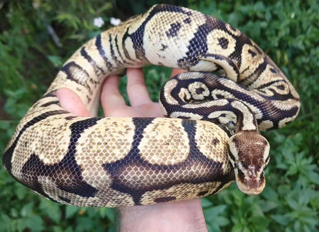 Pastel Yellowbelly Ball Python Female 1462g