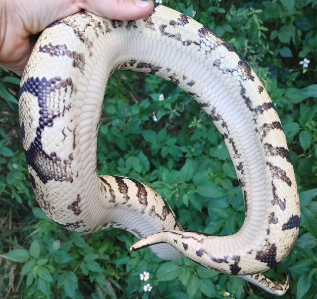 Pastel Yellowbelly Ball Python Female 1462g