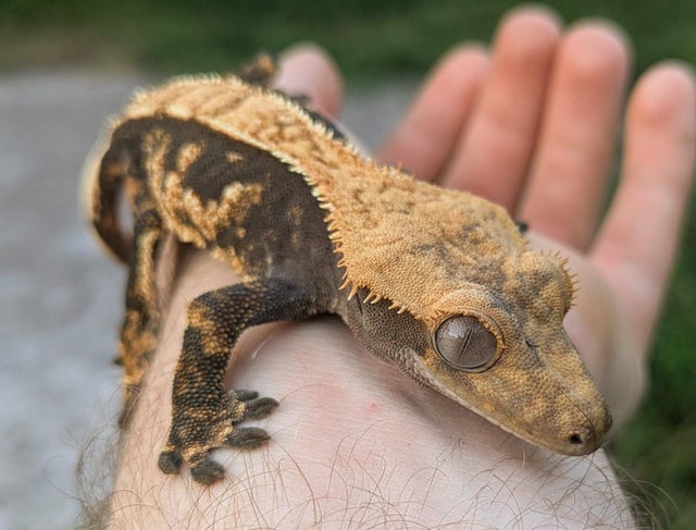 Halloween Harlequin Crested Gecko Male 22 grams #78