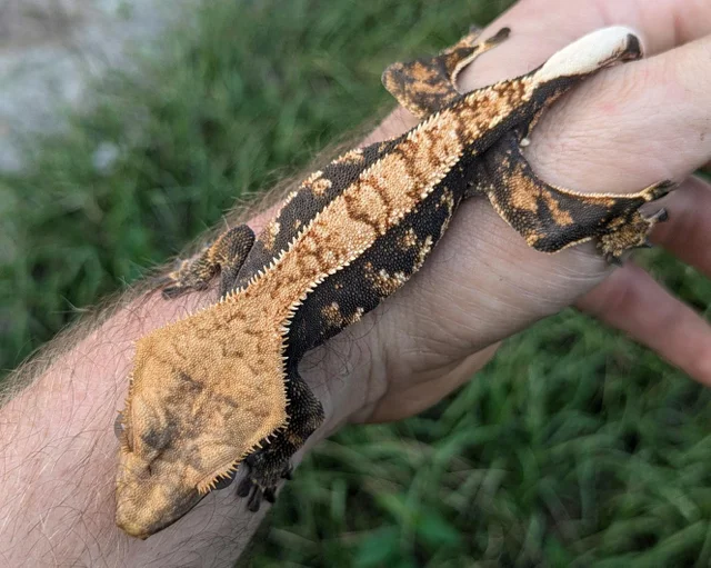 Halloween Harlequin Crested Gecko Male 22 grams #78