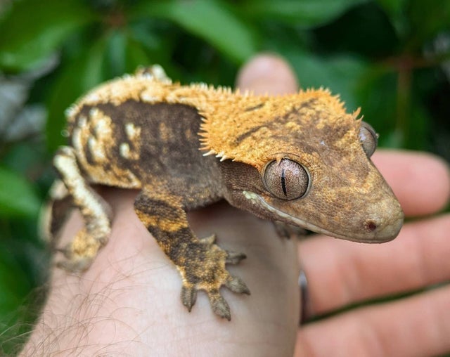 Harlequin Crested Gecko Probable Female 17 grams #308