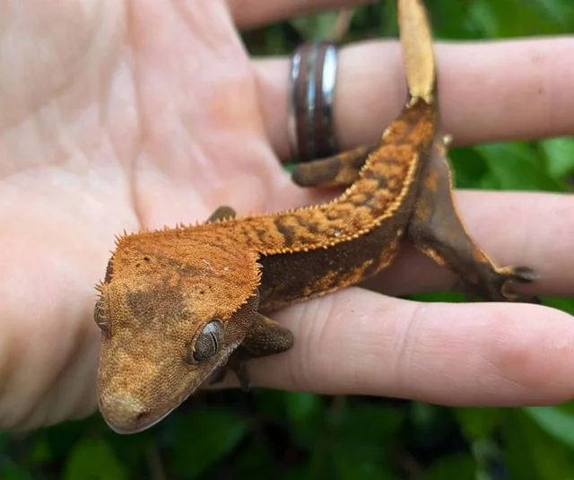 Partial Pinstripe Halloween Crested Gecko 11 grams #507