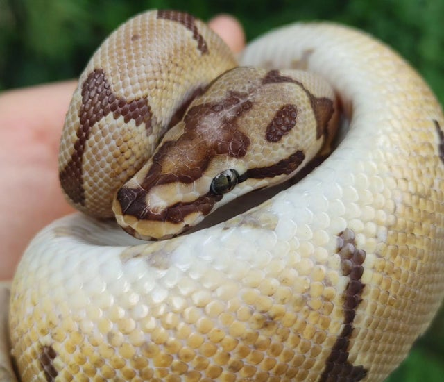 Trojan Spider Ball Python Male 275g