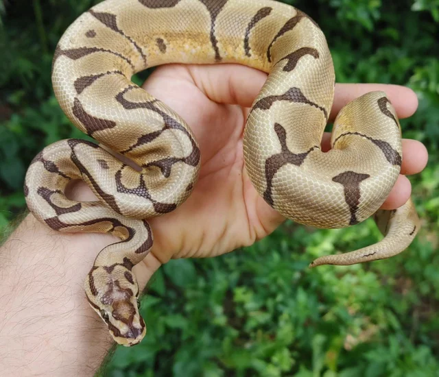 Trojan Spider Ball Python Male 275g