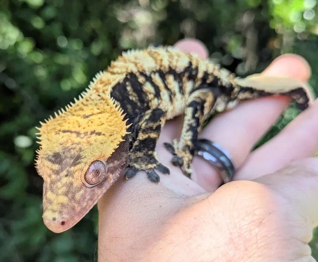 Extreme Harlequin Crested Gecko Male #72