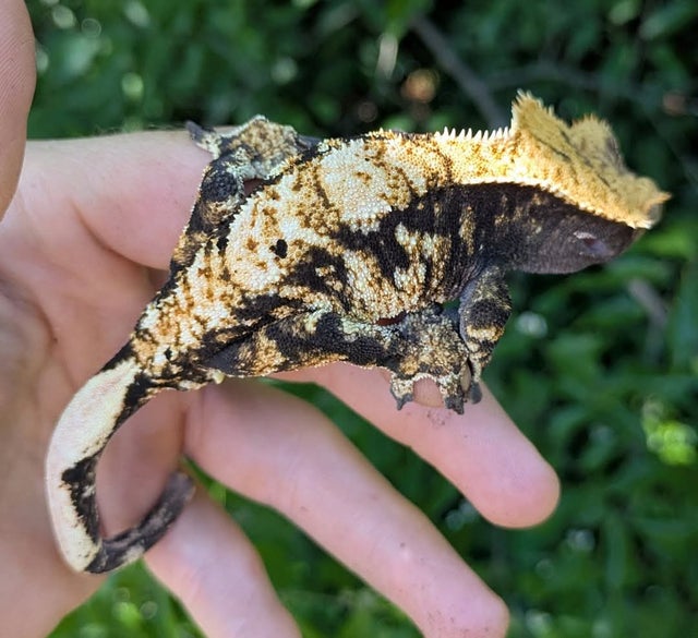 Extreme Harlequin Crested Gecko Male #72