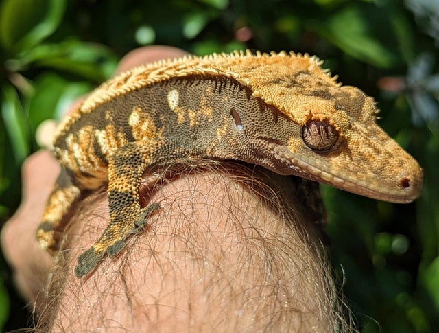 Harlequin Crested Gecko Male 25 grams #41