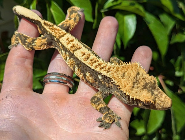 Harlequin Crested Gecko Male 25 grams #41