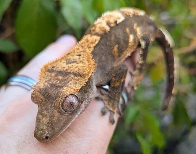 Harlequin Crested Gecko 16 grams #380
