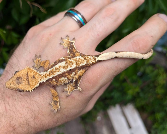 Red and Cream Harlequin Crested Gecko 8 grams #449