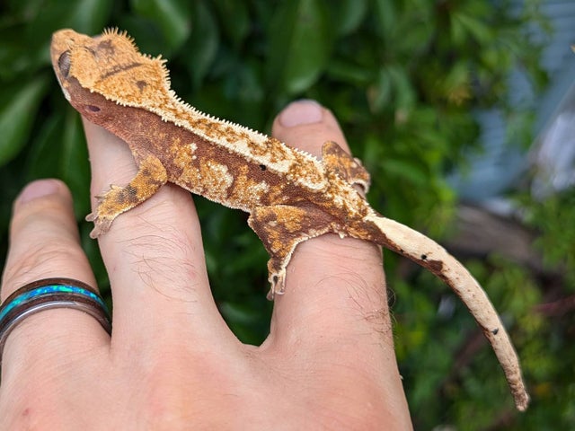 Red and Cream Harlequin Crested Gecko 8 grams #449