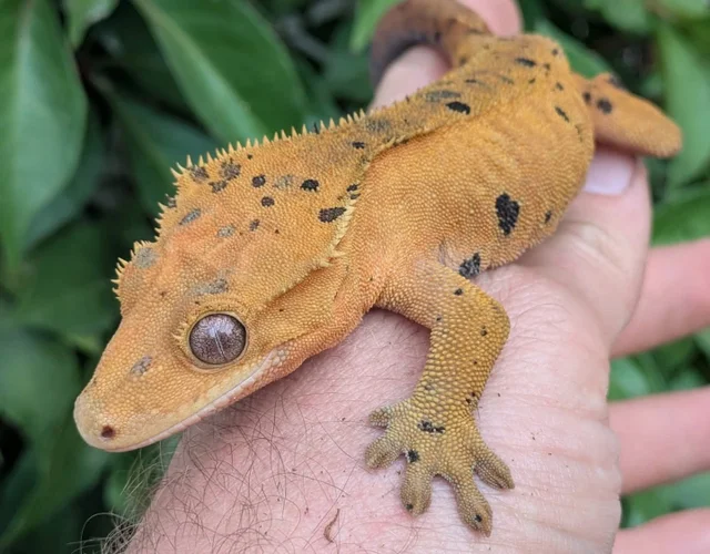 Red/ Orange Super Dalmatian Crested Gecko Female 43g #251