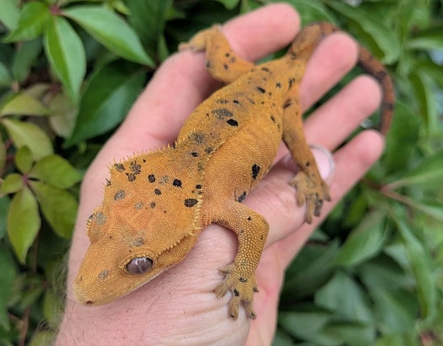 Red/ Orange Super Dalmatian Crested Gecko Female 43g #251