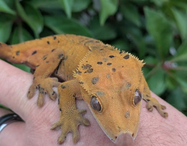 Red/ Orange Super Dalmatian Crested Gecko Female 43g #251