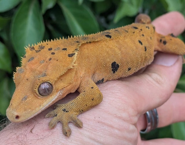 Red/ Orange Super Dalmatian Crested Gecko Female 43g #251