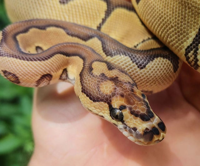 Clown Ball Python Female 191g
