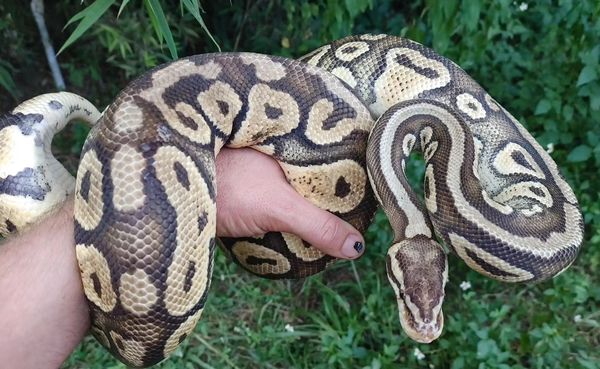 Super Pastel Ball Python Female 2724g
