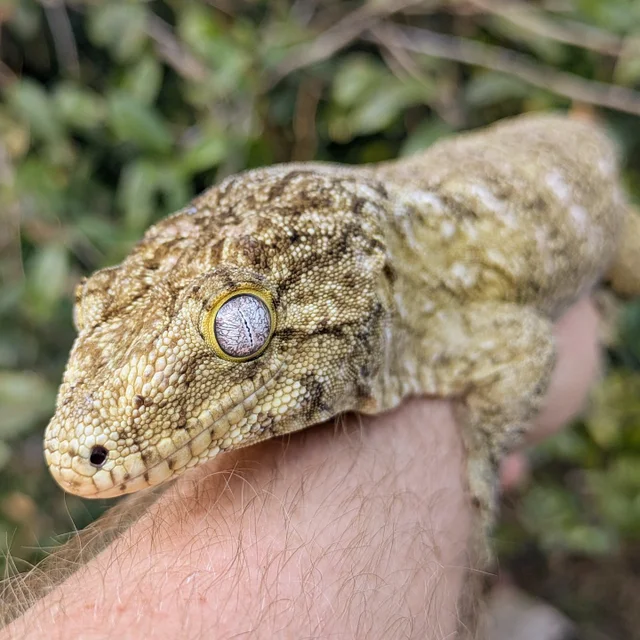Nuu Ami X GT Cross Leachianus Gecko Female 174 grams