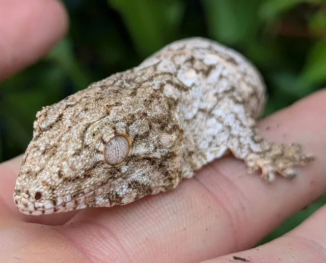 Pure Nuu Ami Leachianus Gecko 14 grams Male #508