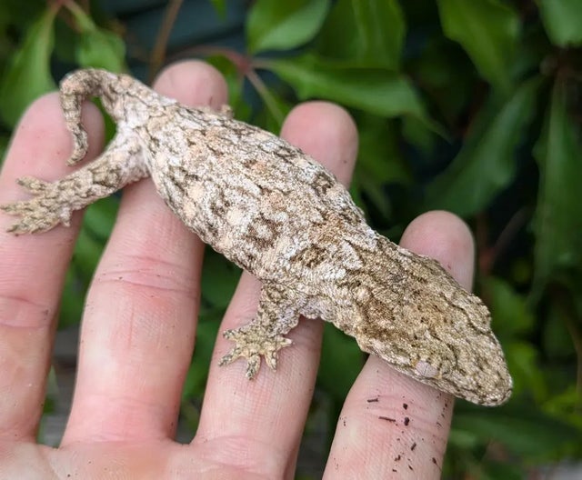 Pure Nuu Ami Leachianus Gecko 14 grams Male #508