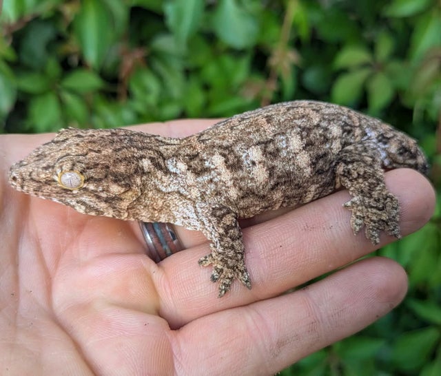 Pure Nuu Ami Leachianus Gecko Male 20 grams #508