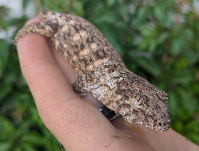 Pure Nuu Ami Leachianus Gecko Male 20 grams #508