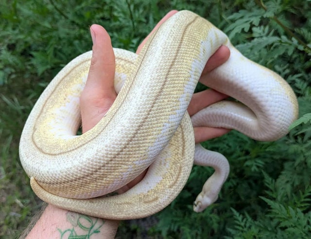 Trojan Butter Spider Pinstripe Ball Python Female 910g