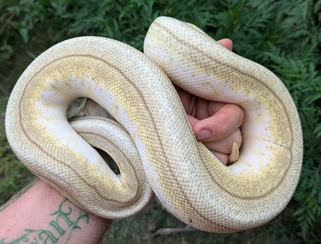 Trojan Butter Spider Pinstripe Ball Python Female 910g