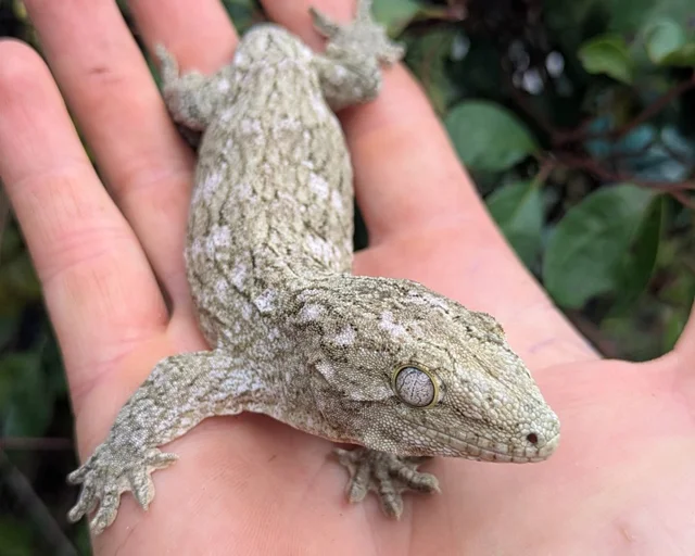 Nuu Ana Leachianus Gecko Male 34g #309
