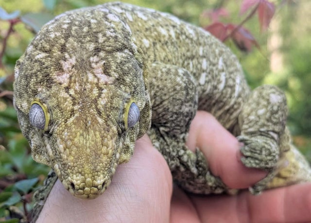 Non Local Specific Leachianus Gecko Female 210g