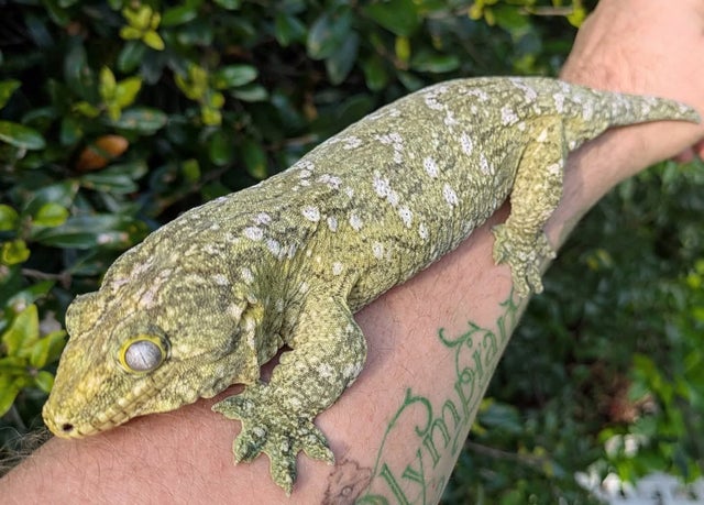Non Local Specific Leachianus Gecko Female 210g