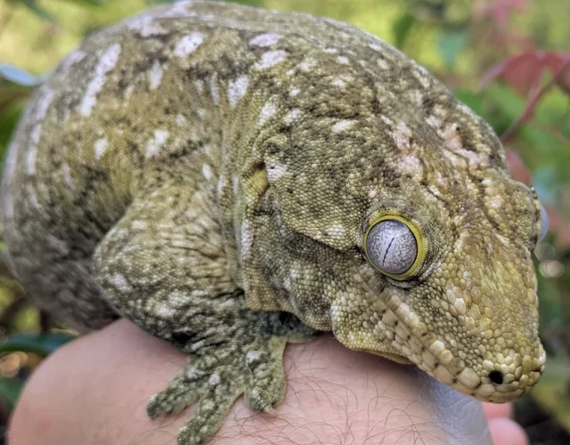 Non Local Specific Leachianus Gecko Female 210g