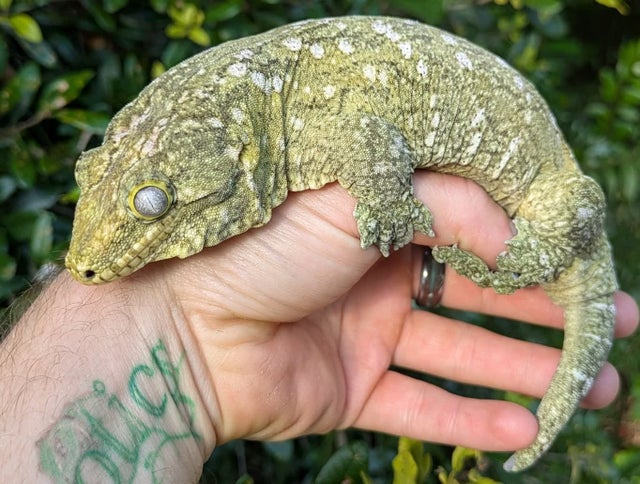 Non Local Specific Leachianus Gecko Female 210g