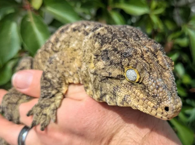 Grand Terre Leachianus Gecko Male 306g