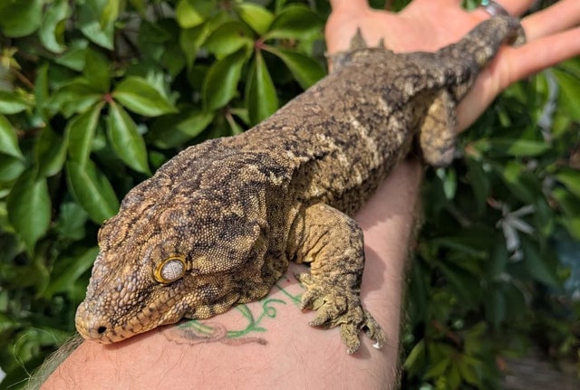 Grand Terre Leachianus Gecko Male 306g