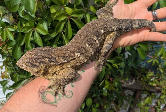 Grand Terre Leachianus Gecko Male 306g