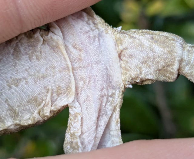 Grand Terre A Leachianus Gecko Male 18g