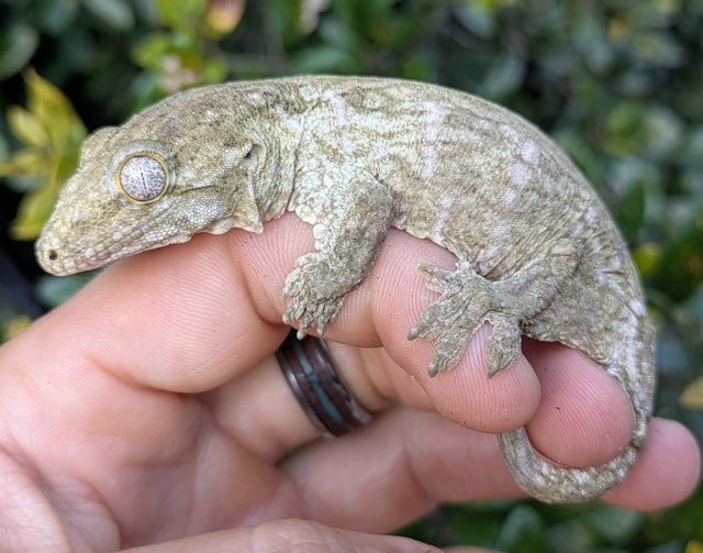 Grand Terre A Leachianus Gecko Male 18g