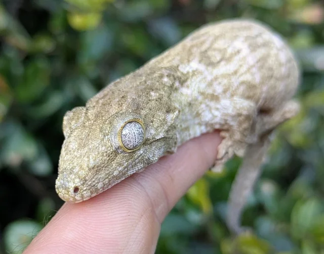 Grand Terre A Leachianus Gecko Male 18g