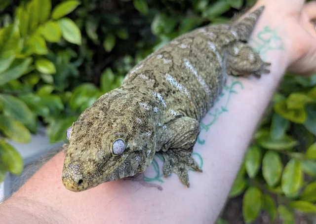 Grand Terre X Leachianus Gecko Female 189g
