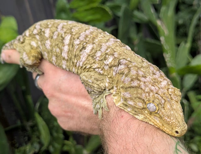 Nuu Ami Leachianus Gecko Male 172g