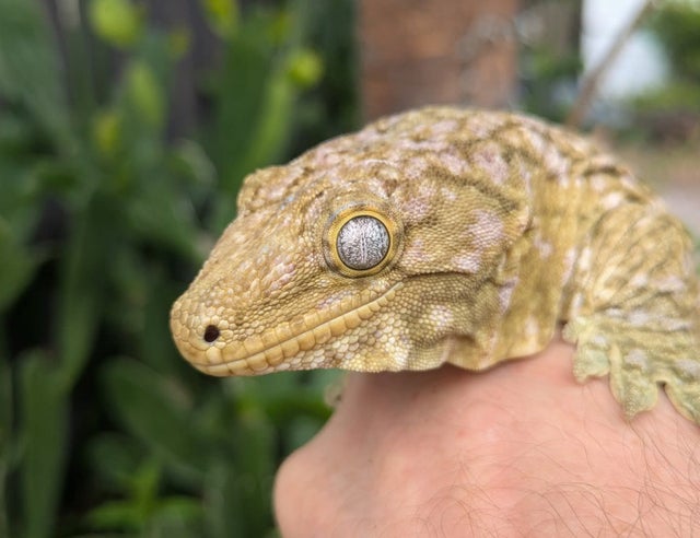 Nuu Ami Leachianus Gecko Male 172g